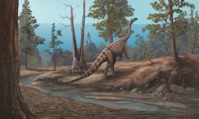 musango matusadonaensis